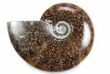 Polished Ammonite (Cleoniceras) Fossil - Madagascar #364958-1